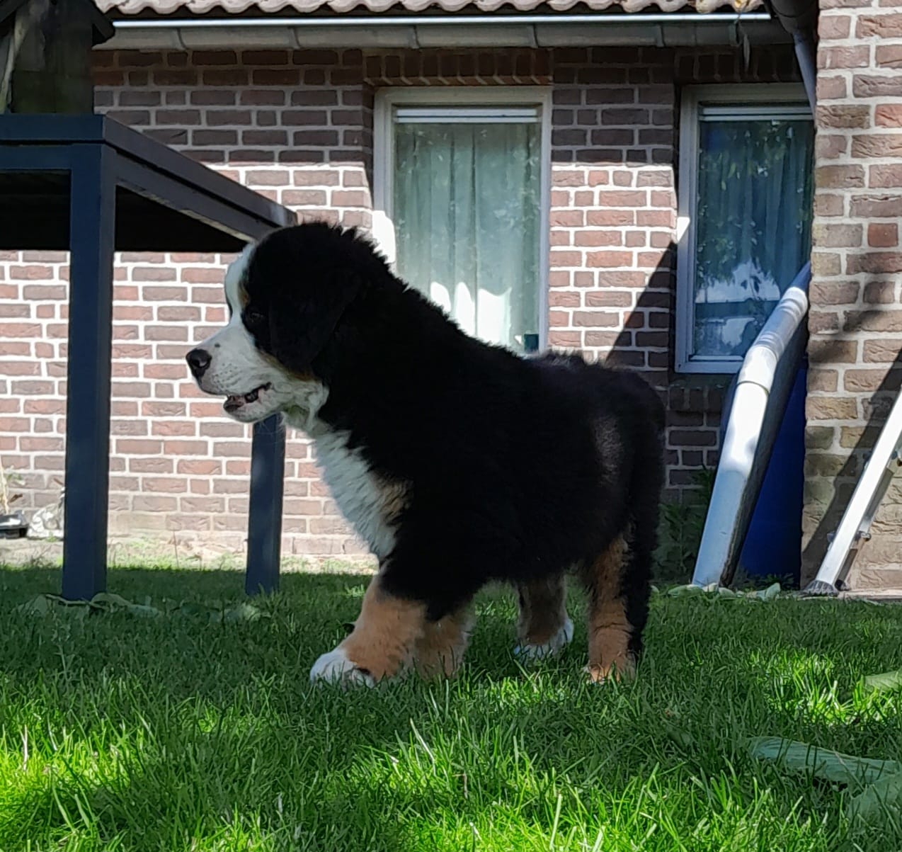 bernersennen pups reutje